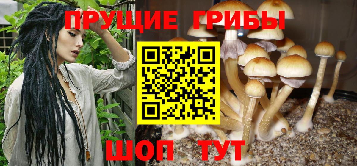 Копейск  Псилоцибиновые грибы Psilocybe  Вход с VPN  Галлюциногенные грибы прущие грибы 